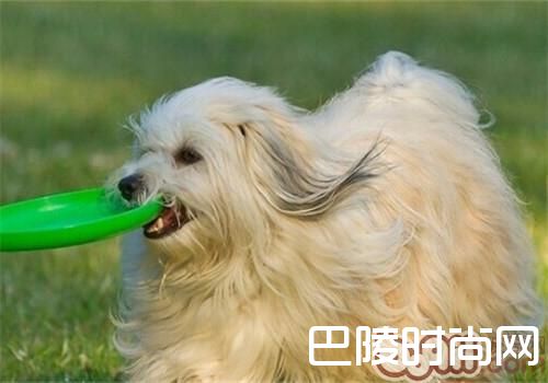 哈威那犬 哈威那犬