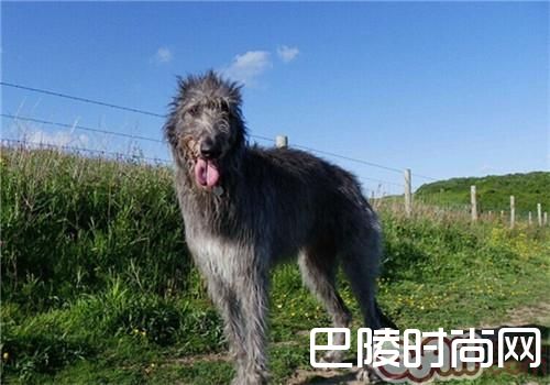 苏格兰猎鹿犬