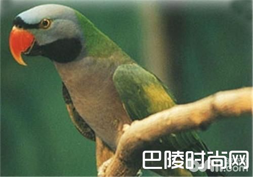 大绯胸鹦鹉 大绯胸鹦鹉