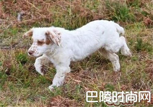克伦伯猎鹬犬
