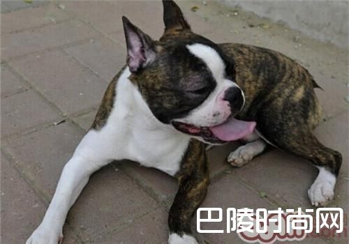 波士顿梗犬 波士顿梗犬