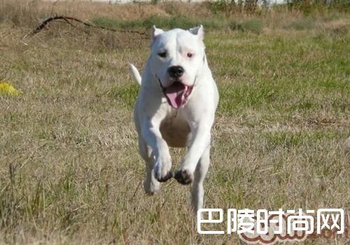 杜高犬 杜高犬