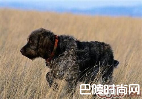 刚毛指示格里芬犬