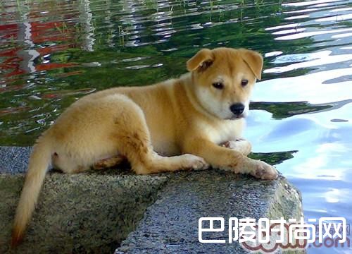 中华田园犬
