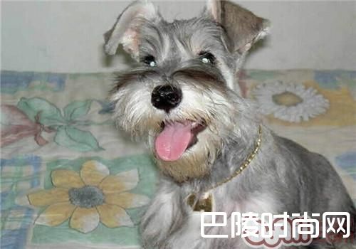 标准雪纳瑞 标准雪纳瑞