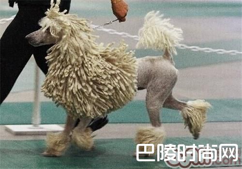 可蒙犬 可蒙犬