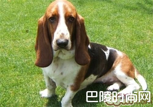 巴吉度猎犬 巴吉度猎犬