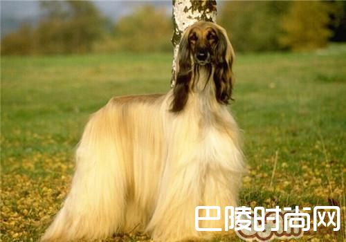 阿富汗猎犬