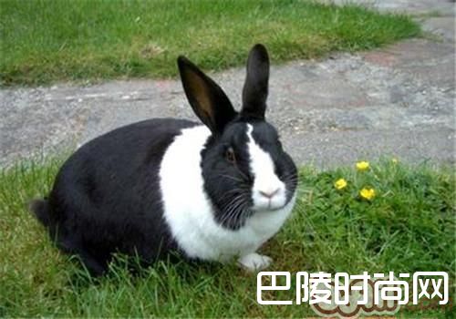 荷兰兔 荷兰兔