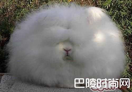 安哥拉兔 安哥拉兔