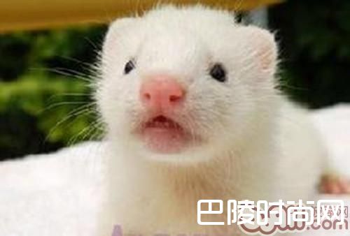 宠物貂 宠物貂
