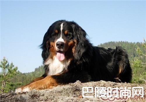 伯恩山犬