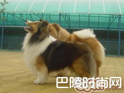 喜乐蒂牧羊犬 喜乐蒂牧羊犬