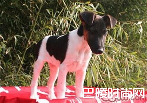 平毛猎狐梗 平毛猎狐梗