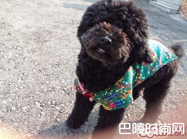 葡萄牙水犬 葡萄牙水犬