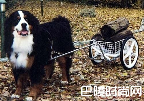 伯恩山犬 伯恩山犬