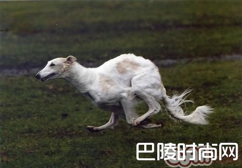 苏俄猎狼犬