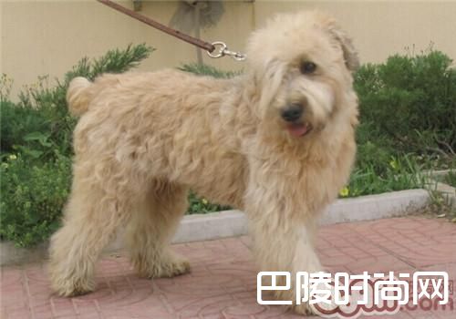 爱尔兰梗 爱尔兰梗