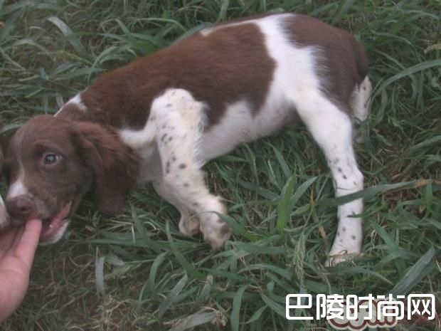 英国史宾格猎犬 英国史宾格猎犬