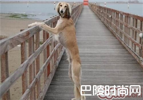 东非猎犬