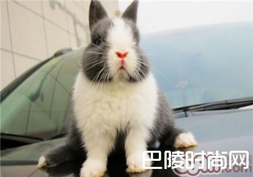 荷兰兔 荷兰兔