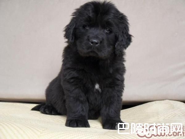纽芬兰犬 纽芬兰犬