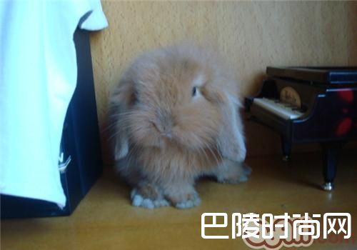 垂耳兔