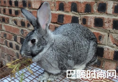 青紫蓝兔 青紫蓝兔