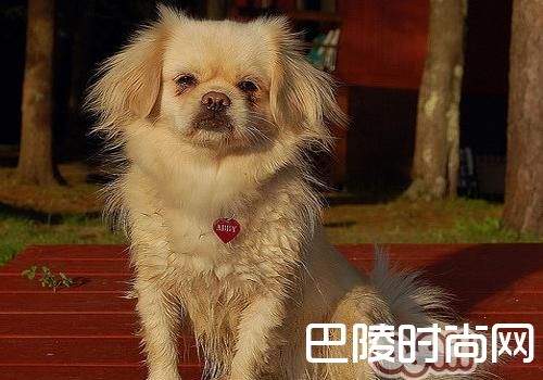 西藏猎犬 西藏猎犬