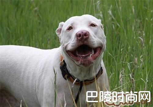 美国斯塔福梗 美国斯塔福梗