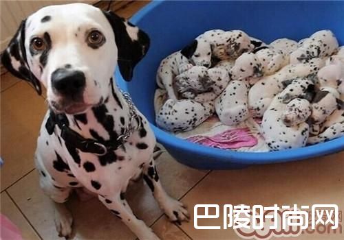 大麦町犬 大麦町犬