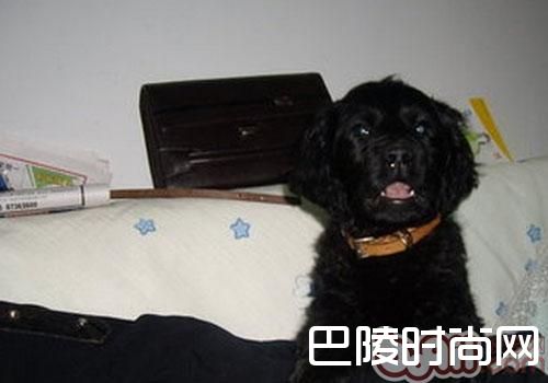 平毛寻回猎犬 平毛寻回猎犬