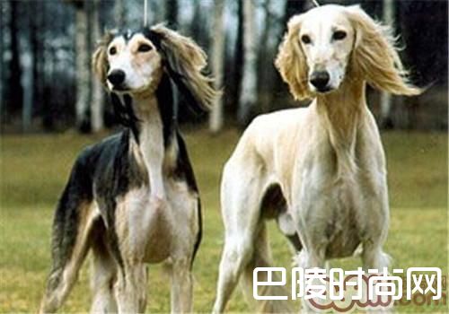 东非猎犬