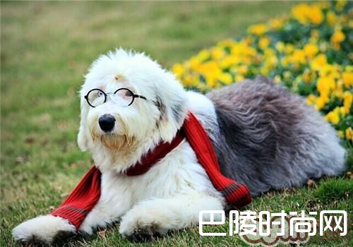 英国古代牧羊犬 英国古代牧羊犬