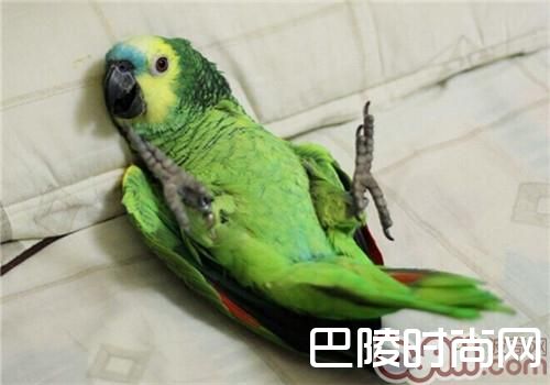 双黄头亚马逊鹦鹉