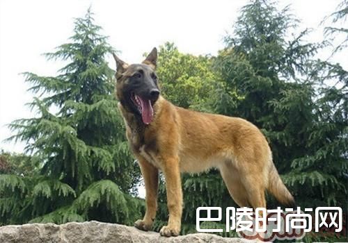 马利诺斯犬 马利诺斯犬
