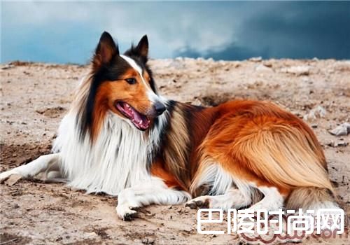 苏格兰牧羊犬 苏格兰牧羊犬