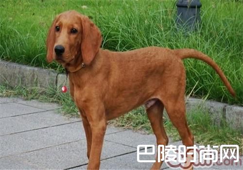 红骨猎浣熊犬 红骨猎浣熊犬