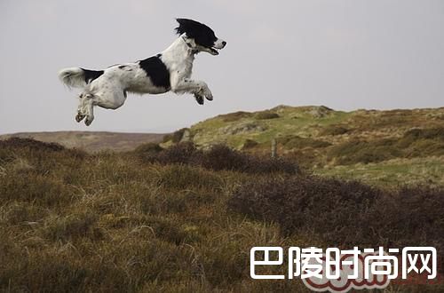 英国史宾格猎犬 英国史宾格猎犬