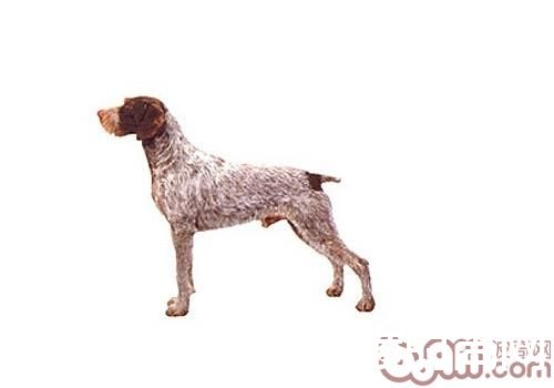 德国刚毛指示犬