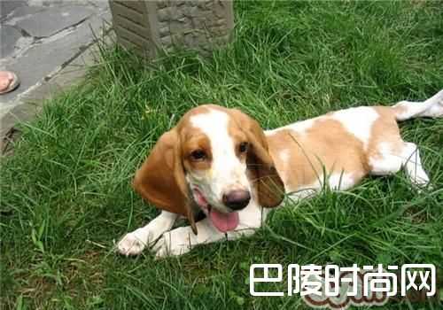 巴吉度猎犬 巴吉度猎犬