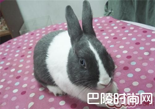 荷兰兔 荷兰兔