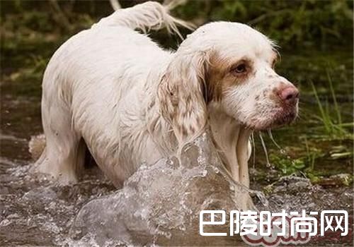 克伦伯猎鹬犬