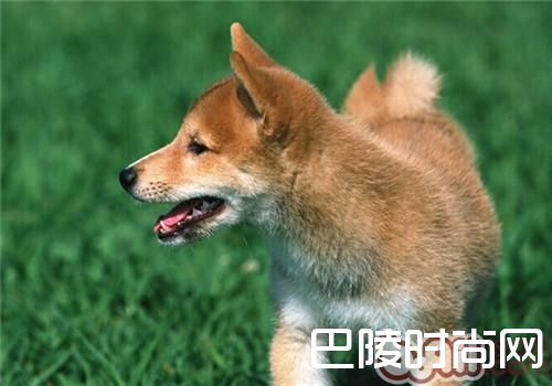柴犬