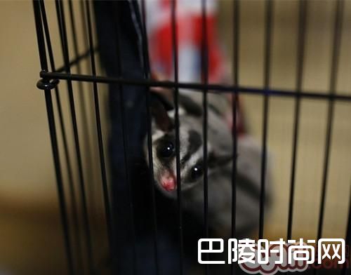 澳洲蜜袋鼯 澳洲蜜袋鼯