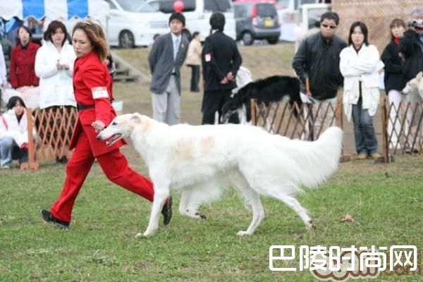 苏俄猎狼犬 苏俄猎狼犬