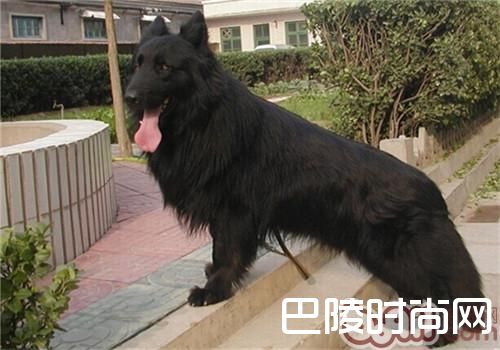 格罗安达犬 格罗安达犬