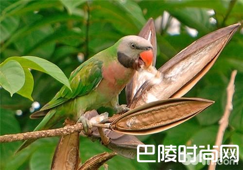 大绯胸鹦鹉 大绯胸鹦鹉