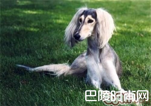 东非猎犬 东非猎犬