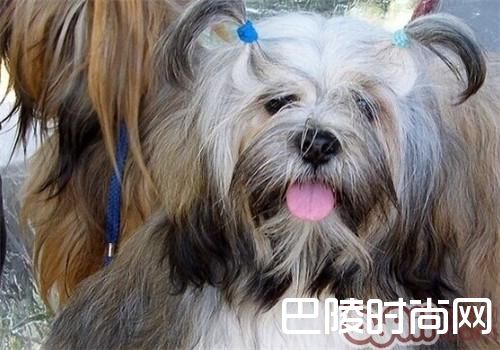 拉萨犬 拉萨犬